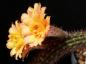 Preview: Flowers of mother plant